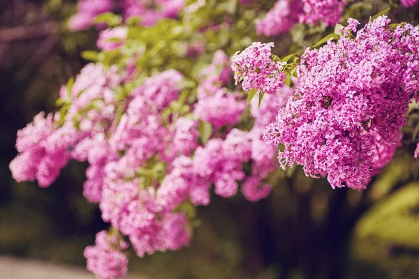Krásné čerstvé lila fialové květy. Zblízka fialový květ — Stock fotografie