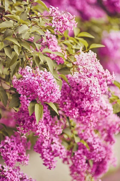 美しい新鮮な紫すみれ色の花。紫の花のクローズ アップ — ストック写真