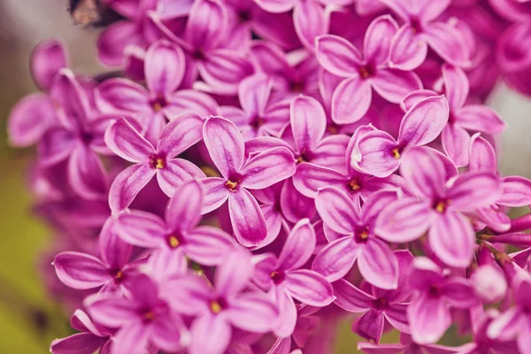 Lentebloemen - bloeiende lila bloemen — Stockfoto