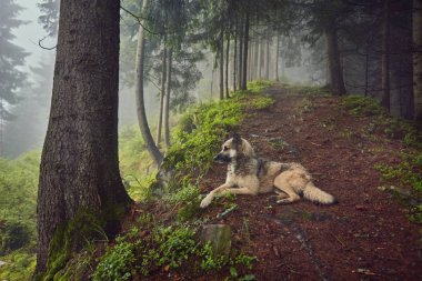 Sisli bir dağ ormanında bir av köpeği sahibini bekliyor.