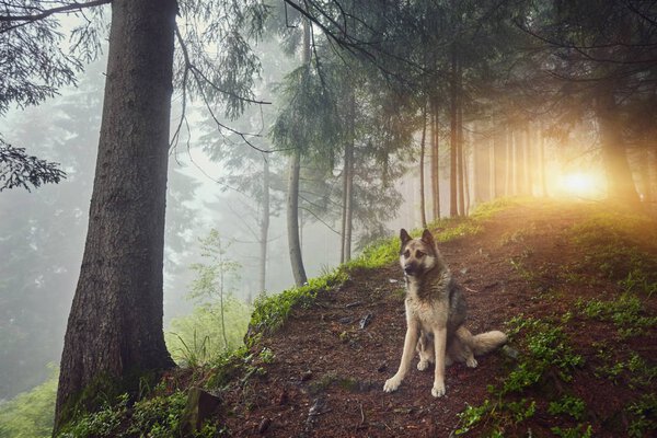 A hunting dog awaits its owner in a misty mountain forest