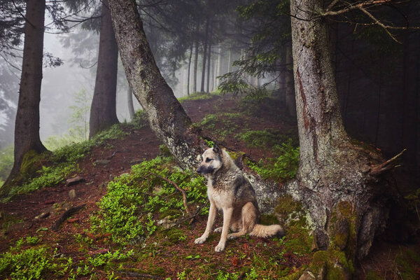 A hunting dog awaits its owner in a misty mountain forest