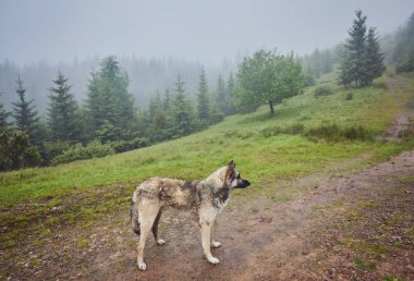 Sisli bir dağ ormanında bir av köpeği sahibini bekliyor.