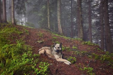 Sisli bir dağ ormanında bir av köpeği sahibini bekliyor.