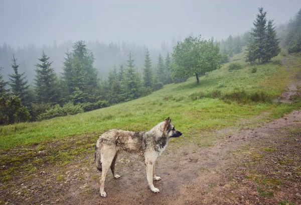 Sisli bir dağ ormanında bir av köpeği sahibini bekliyor.