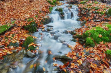hızlı dağ nehir Güz. Derma ahşap arka plan