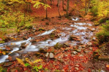 Orman, altın sonbahar Avrupa peyzaj, duvar kağıdı manzara arka plan sonbahar akışında