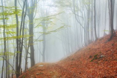 sisli ahşap bir parça ile sonbahar manzarası