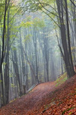 Orman iz puslu bir sonbahar gününde dağlarda.
