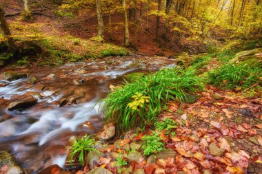 Sonbahar nehir. Renkli orman dağ nehir yukarıda. Yaprakları altında ağaçlar su. Sarı turuncu yansıması ile düşük düzeyde. Yeşil yosunlu kayanın akışı.