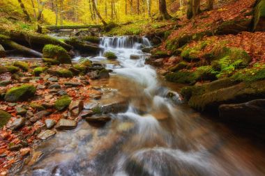 Orman, altın sonbahar Avrupa peyzaj, duvar kağıdı manzara arka plan sonbahar akışında