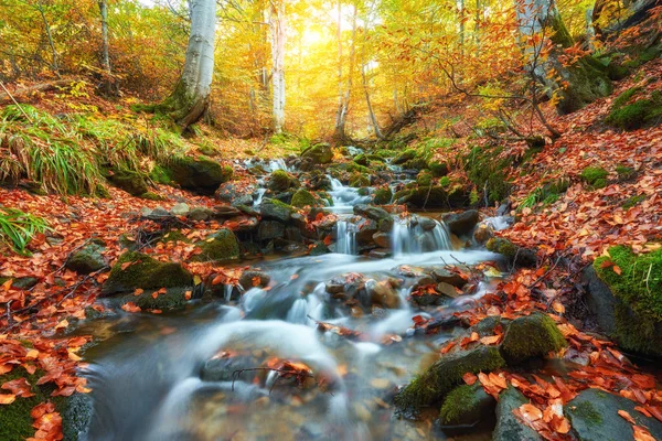 autumn stream in the forest, gold autumn European landscape, wallpaper landscape background