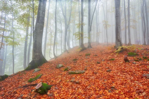 Jesień Krajobraz Mglisty Drewna Utworu — Zdjęcie stockowe