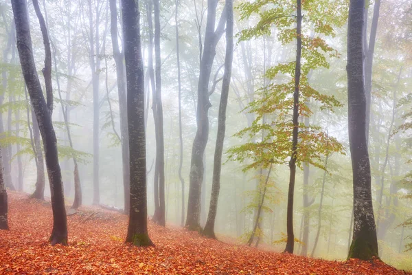 Δάσος Μονοπάτι Στο Βουνό Μια Ομιχλώδη Ημέρα Του Φθινοπώρου — Φωτογραφία Αρχείου