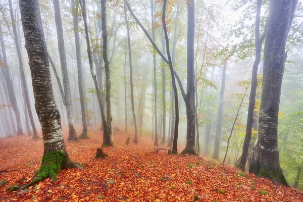 在山上在迷蒙的秋日森林步道 — 图库照片