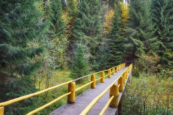 Ponte Legno Sul Ruscello Nella Foresta Autunnale — Foto Stock