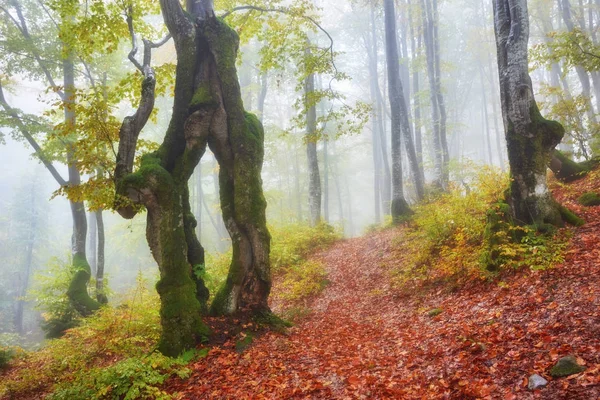 Paesaggio Autunnale Legno Nebbioso Con Pista — Foto Stock