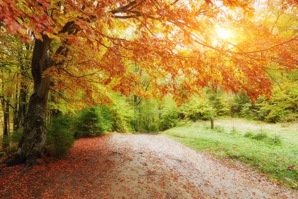 Paisagem Floresta Fantasia Agradável Com Riacho Outono Dourado Ideia Cartaz — Fotografia de Stock