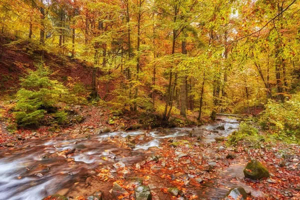 Sonbahar dere ormanları, sarı ağaçlar yapraklar ve orman dağlarında kayalar..