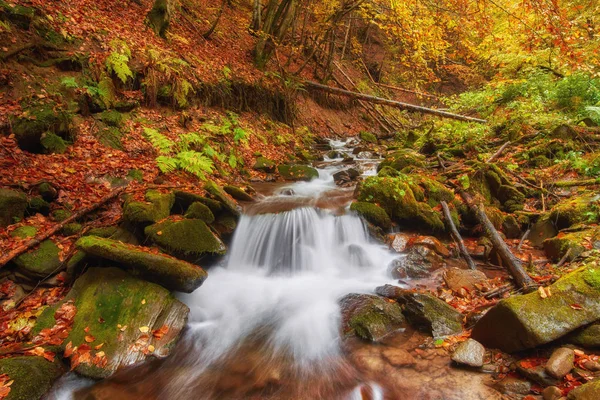 Autumn Stream Forest Gold Autumn European Landscape Wallpaper Landscape Background — Stock Photo, Image