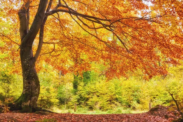 Paisagem Floresta Fantasia Agradável Com Riacho Outono Dourado Ideia Cartaz — Fotografia de Stock