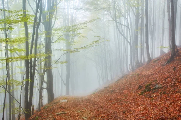 Paisaje Otoñal Madera Brumosa Con Pista Imagen de stock