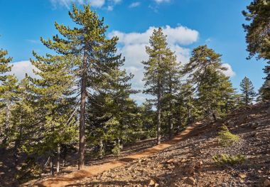 Köknar ağacı üzerinde bir doğa iz Kıbrıs Troodos Mountain