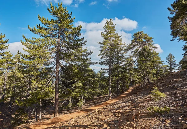 Fir tree on a nature trail at Troodos mountain in Cyprus — Stock Photo, Image