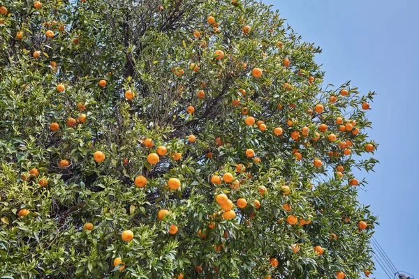 Close up of orange trees in the garden — Stock Photo, Image