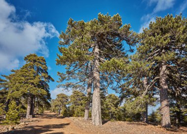 Atalanti Ulusal yolu. Chionistra dağın etrafından iz gider