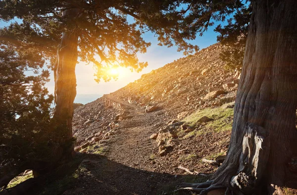 Árvore de abeto em uma trilha natural na montanha de Troodos em Chipre — Fotografia de Stock