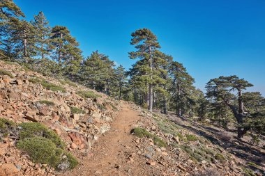 Köknar ağacı üzerinde bir doğa iz Kıbrıs Troodos Mountain