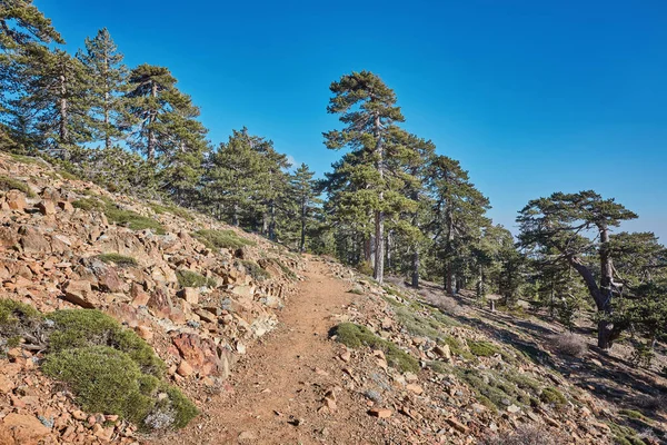 Árvore de abeto em uma trilha natural na montanha de Troodos em Chipre — Fotografia de Stock