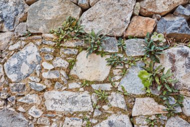 Yeşil yosunlu duvar arka plan