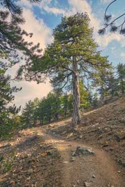 Köknar ağacı üzerinde bir doğa iz Kıbrıs Troodos Mountain