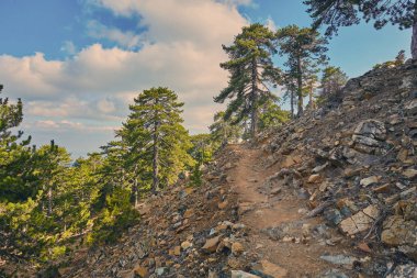 Köknar ağacı üzerinde bir doğa iz Kıbrıs Troodos Mountain