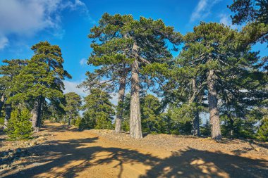Köknar ağacı üzerinde bir doğa iz Kıbrıs Troodos Mountain