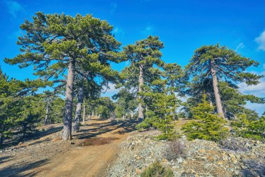 Atalanti Ulusal yolu. Chionistra dağın etrafından iz gider