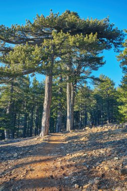 Rocky Dağları'nın iz Ridge Road görünümü