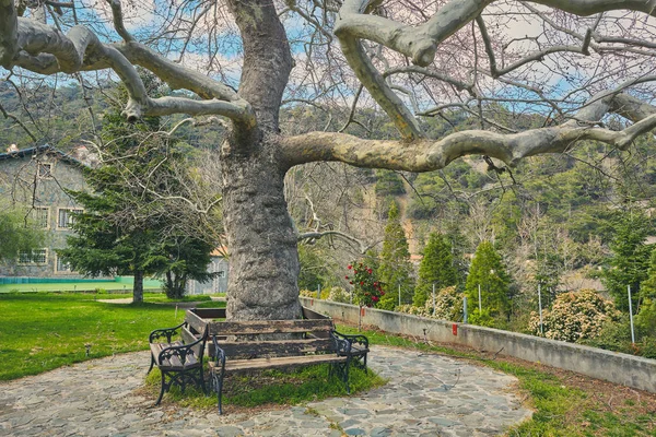 Siège dans le parc à côté de l'arbre — Photo