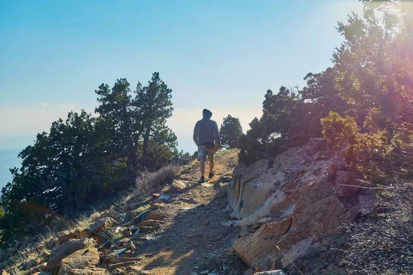 Sapin sur un sentier naturel à la montagne Troodos à Chypre — Photo