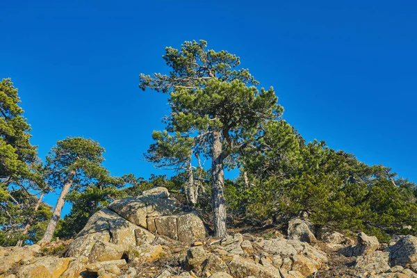 Köknar ağacı üzerinde bir doğa iz Kıbrıs Troodos Mountain
