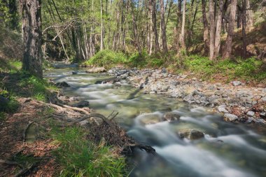 Bir dağ nehir Troodos Dağları, Güney Kıbrıs, akan su