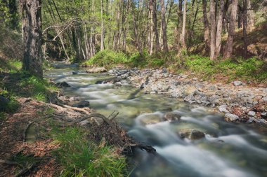 Water flowing in a mountain river at Troodos mountains, Cyprus clipart