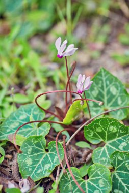 Vahşi pembe Siklamen çiçekler
