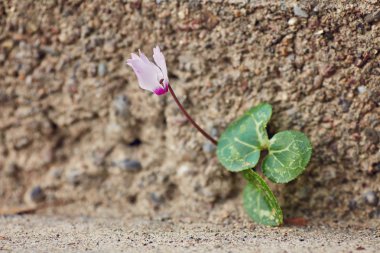 Vahşi pembe Siklamen çiçekler