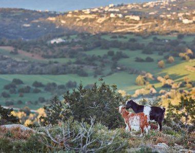 Milli parkta tepelerde otlama keçi