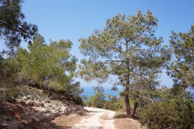 Kıbrıs'ta güzel ünlü Avakas gorge