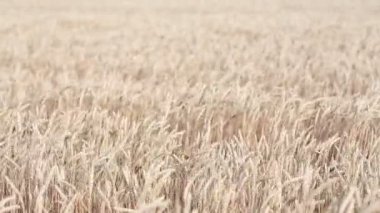 Buğday alan haddeleme. Alan uzun boylu buğday çayır rüzgarlar haddeleme sallanan.