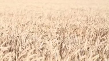 Buğday alan haddeleme. Alan uzun boylu buğday çayır rüzgarlar haddeleme sallanan.
